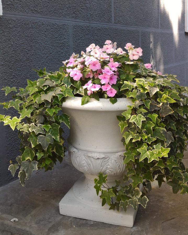 B&B Le Magnolie Gallarate Zewnętrze zdjęcie